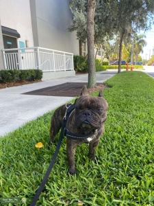 Brindle/Small Breed Frenchie  Listing Image