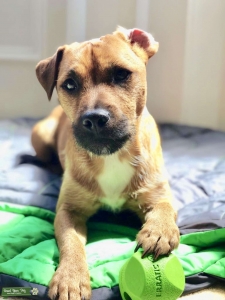 Stunning Patterjack for stud £200 Listing Image