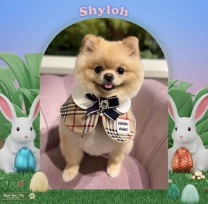 TOY TEDDY BEAR FACE POM Listing Image