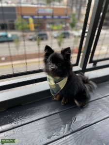 Male Pomeranian looking to bread with female Listing Image