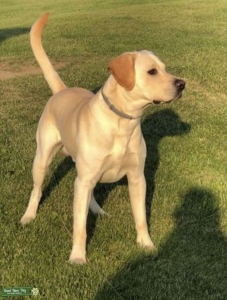 AKC Registered White English Labrador  Listing Image