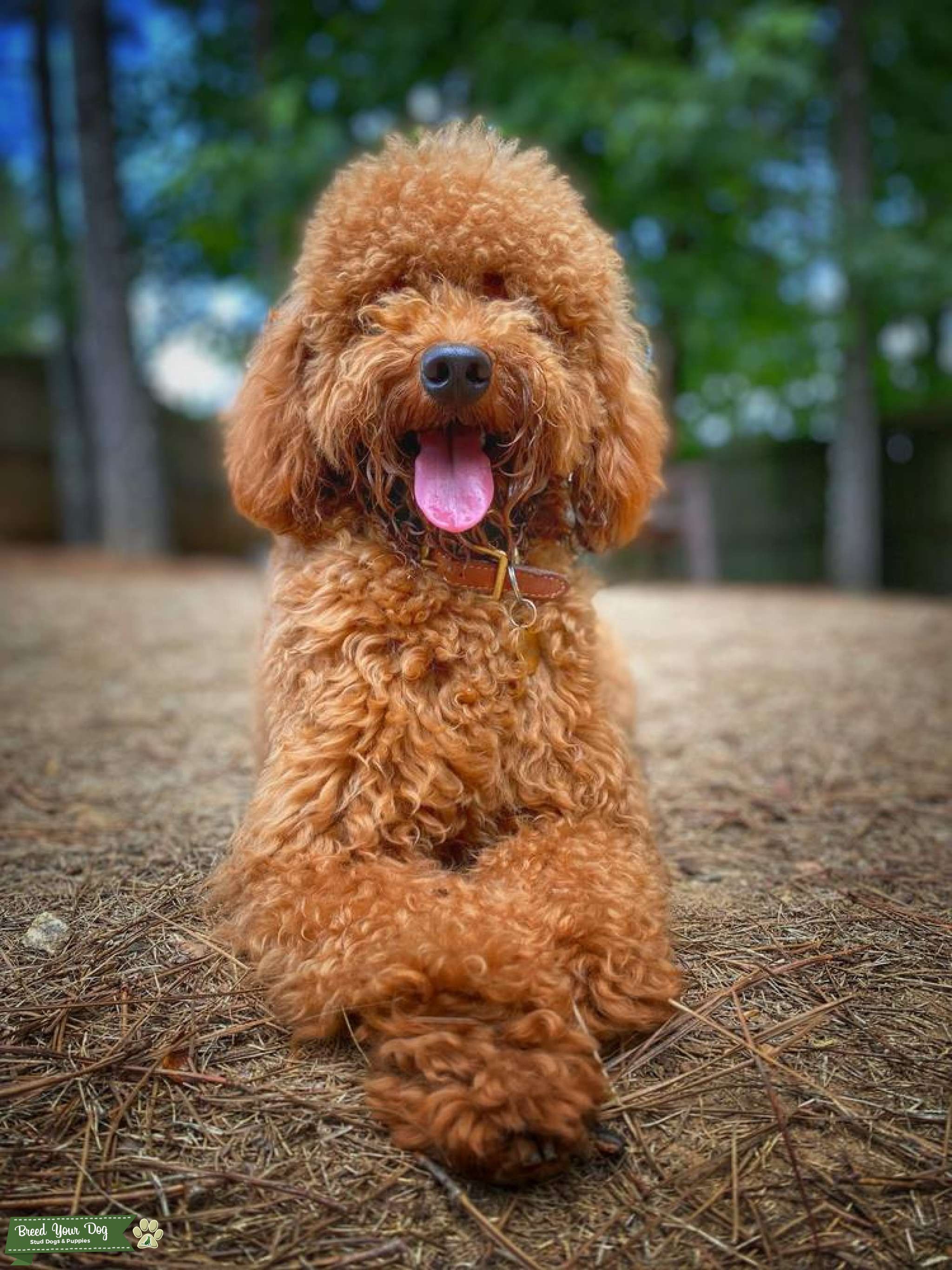 F1B Micromini Goldendoodle Stud Dog in United States