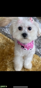  Male Pomapoo stud wanted  Listing Image