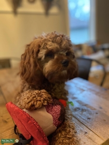 Beautiful Apricot Cavapoo with a darling personality  Listing Image