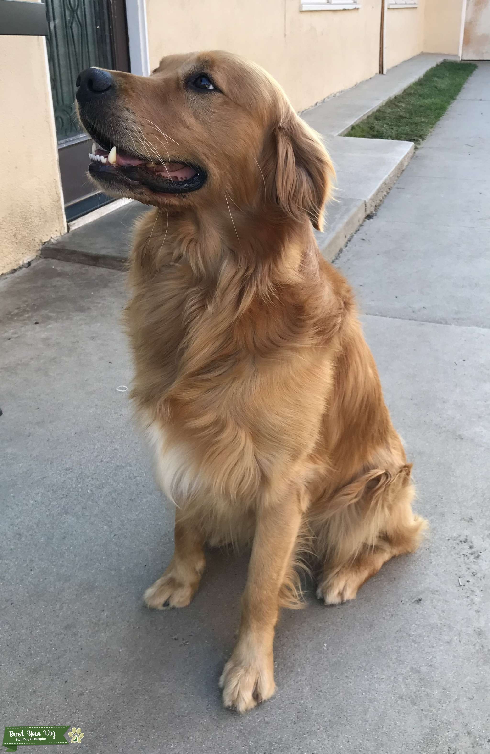 Golden Retriever Stud in SoCal Stud Dog in Orange County, the United States Breed Your Dog