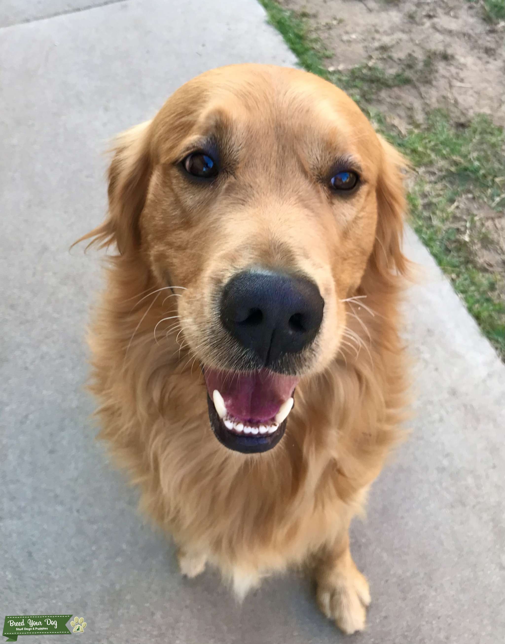 Golden Retriever Stud in SoCal Stud Dog in Orange County, the United