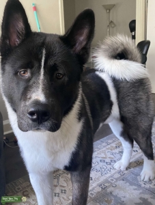 Big Bear - American Akita Stud Listing Image