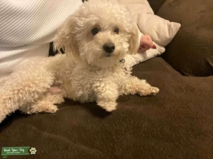 Toy poodle stud  Listing Image