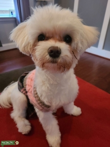 Looking for Pure breed maltese to mate Listing Image