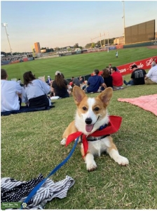 Healthy and Sweet Male CorgI Listing Image