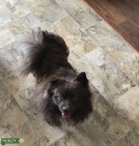 Chocolate Pomeranian wants to make beautiful babies  Listing Image