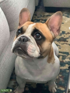 Frenchie stud service Listing Image