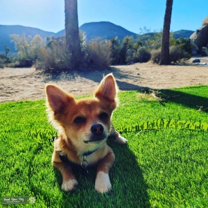 Pomchi Stud looking for Pomeranian Female Listing Image