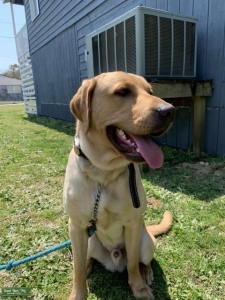 Yellow Labrador retriever  Listing Image