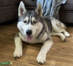 Husky Stud Listing Image