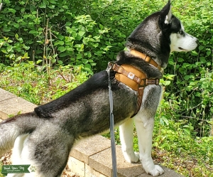 2 year old Siberian husky  Listing Image