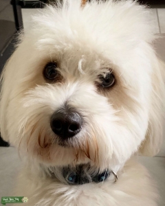 Coton De Tulear Listing Image