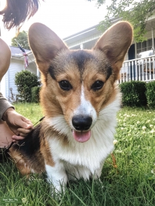 Pembroke Welsh Corgi - Male Listing Image