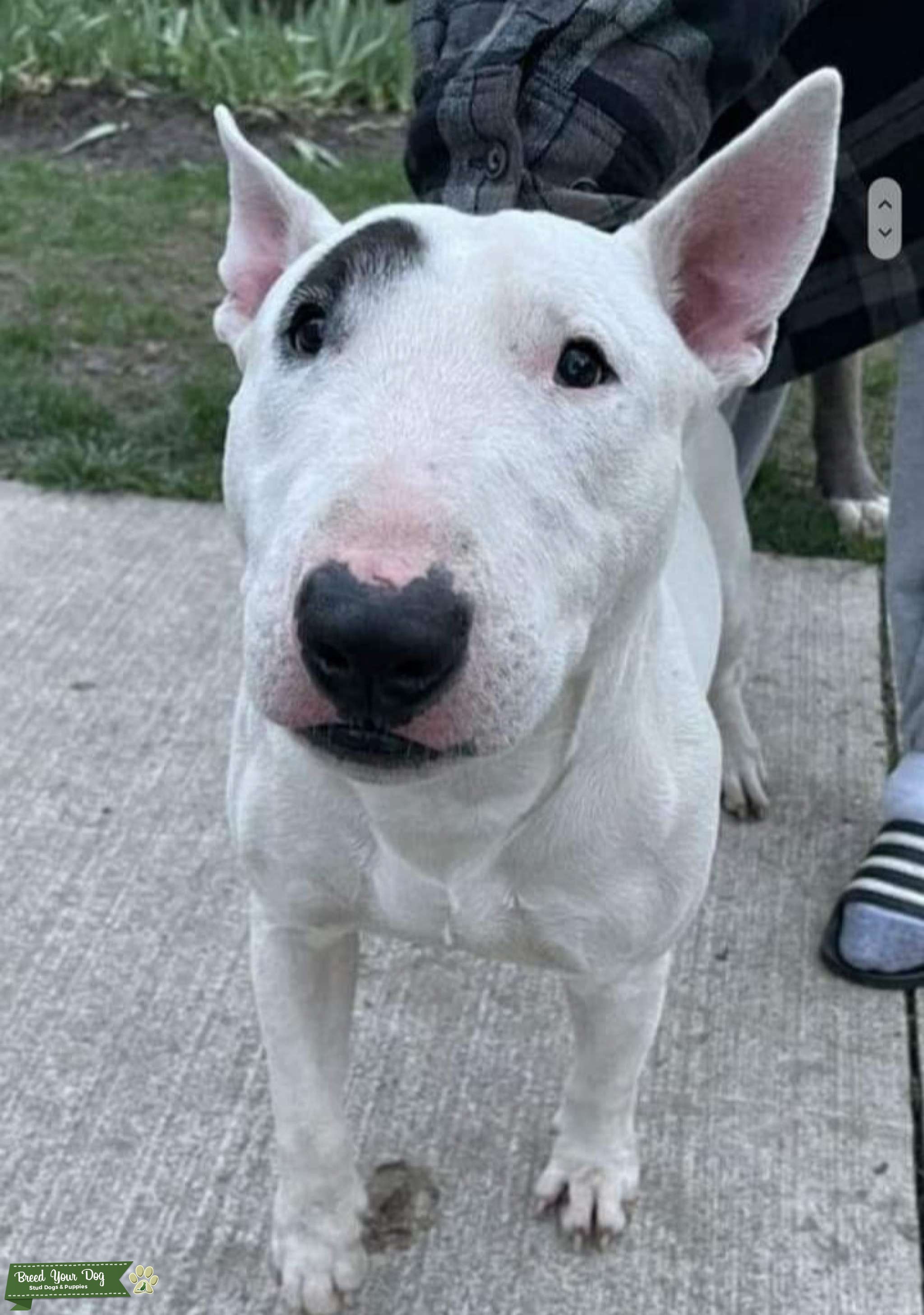 White Bull Terrier Stud Dog in Stratford, Ontario , the United States