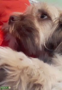Looking to Breed Listing Image