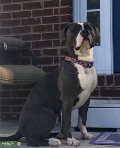 Grey and White American Bulldog Listing Image