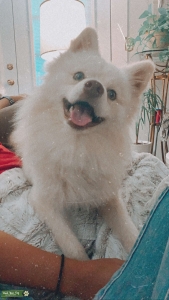 White Throwback Pomeranian  Listing Image