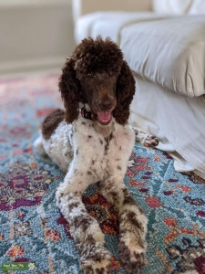 AKC Moyan Poodle Stud Listing Image