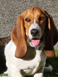 Tri color American basset  Listing Image