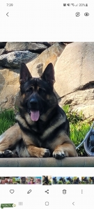 Stud dog german shepard Listing Image