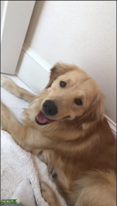 Stud dog looking for bitch Listing Image