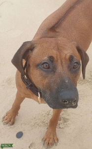 Ruby the Red Ridgeback  Listing Image