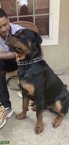 Rottweiler (male) Listing Image