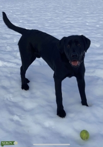 Black Lab  Listing Image