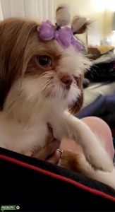 Shih Tzu brown& White Listing Image