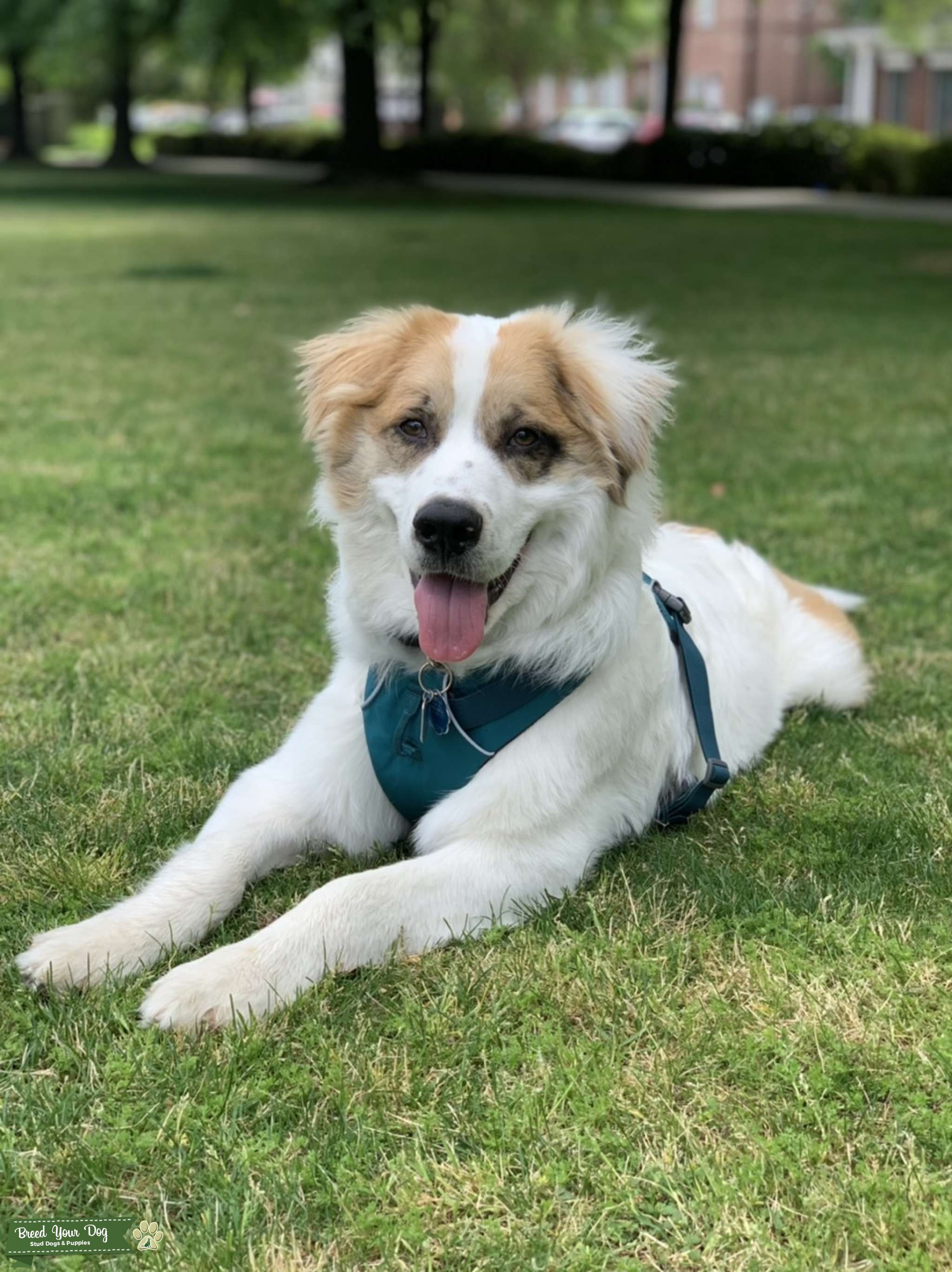 Australian Shepherd/ Great Pyrenees mix - Stud Dog Georgia - Breed Your Dog