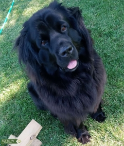 Female Newfoundland  Listing Image