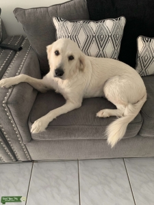 English cream golden retriever  Listing Image