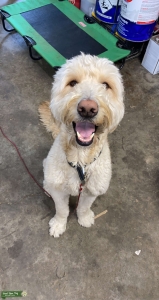 Blonde Goldendoodle Listing Image