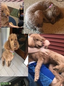 AKC Red Std. Poodle - 4 y.o. Listing Image