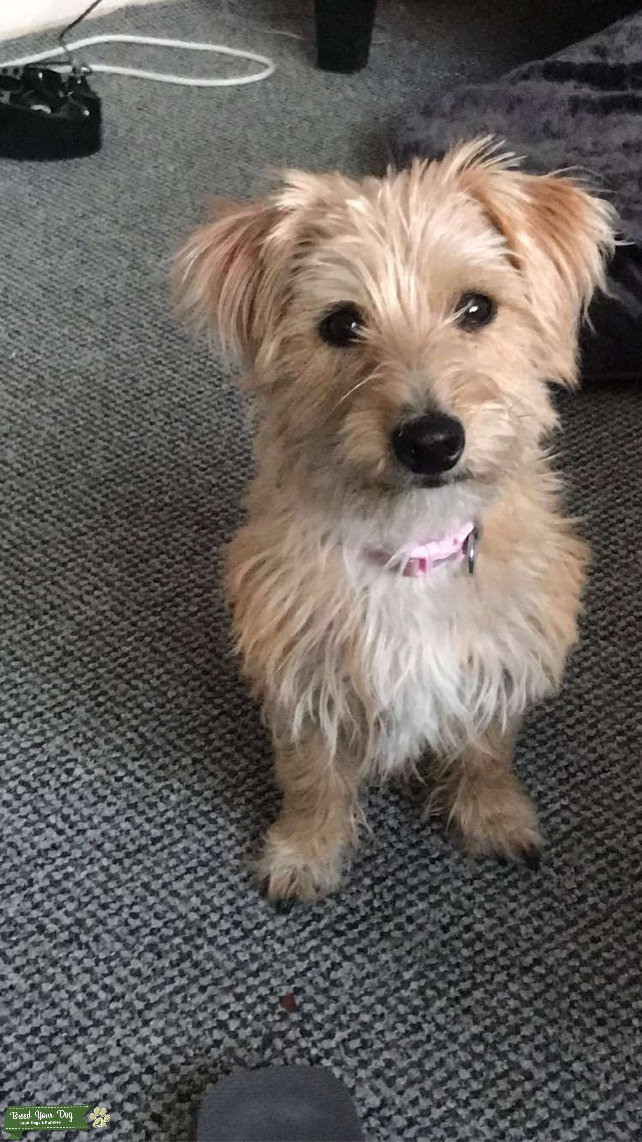 Jack Russell Yorkshire Terrier Cross Stud Dog in Leicestershire , the