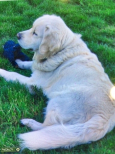 Champion Stud dog Listing Image