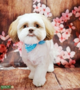 Looking to sire a teacup Maltese  Listing Image