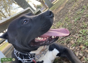 Chocolate American Bully Listing Image
