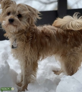 Tan Maltese x Pom mix  Listing Image