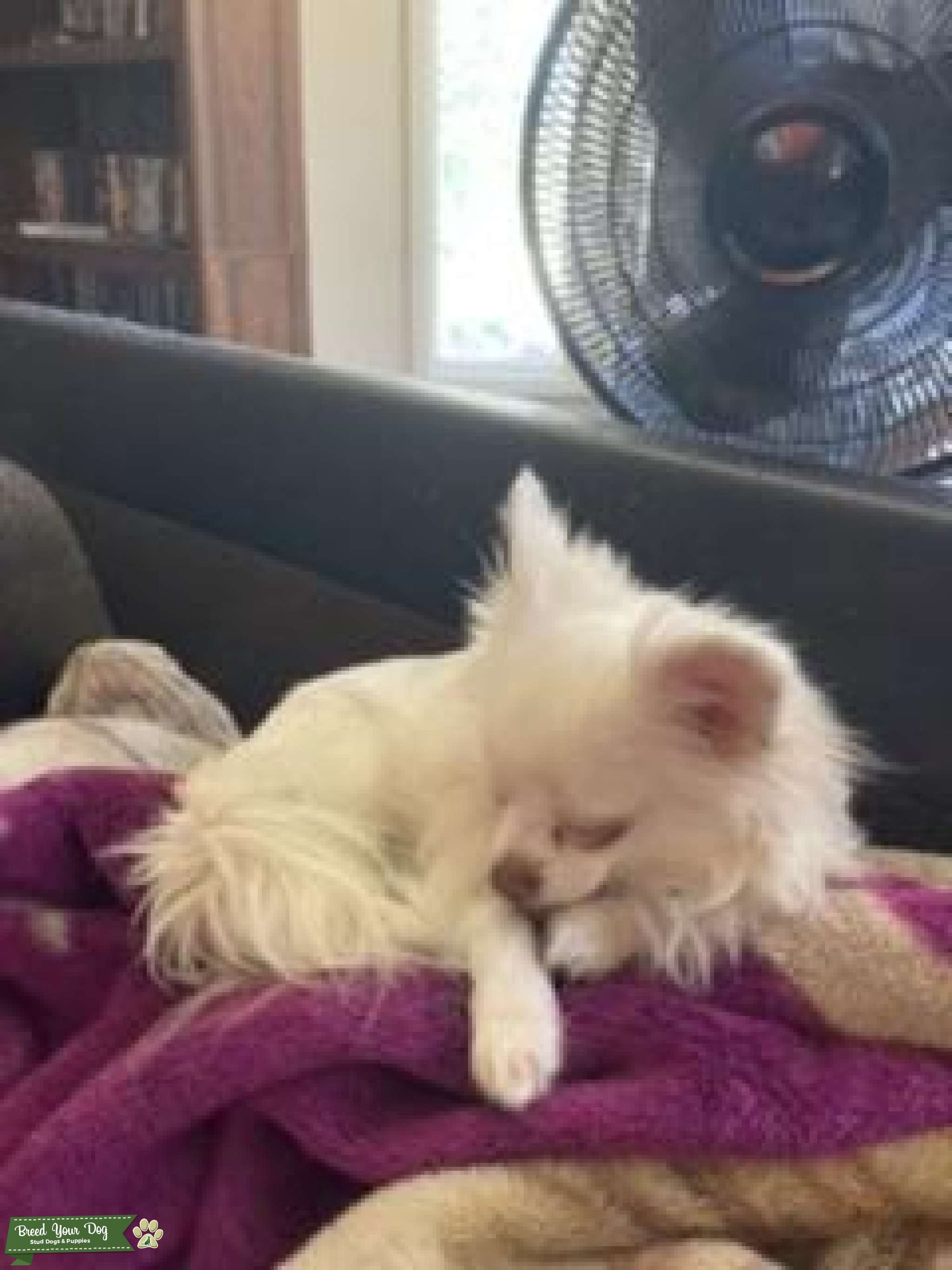 Victoria Secret’s secret mascot Stud Dog in Northern Utah, the United