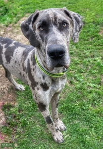 Blue Merle Stud  Listing Image