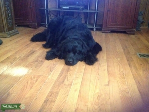 Looking for a stud for my 155 lb newfoundland Listing Image