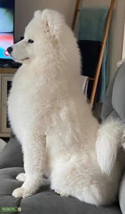 Beautiful white samoyed  Listing Image