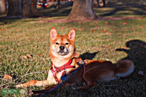 Gorgeous Red Shiba Inu Bitch (Champion Bloodline) Listing Image