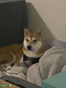 AKC Shiba Stud Listing Image